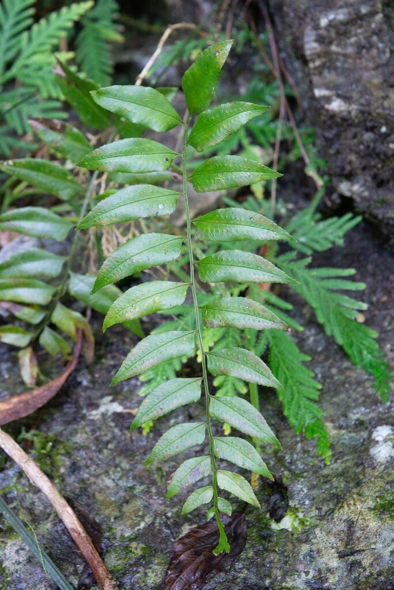 Polystichum tenuius photo 6