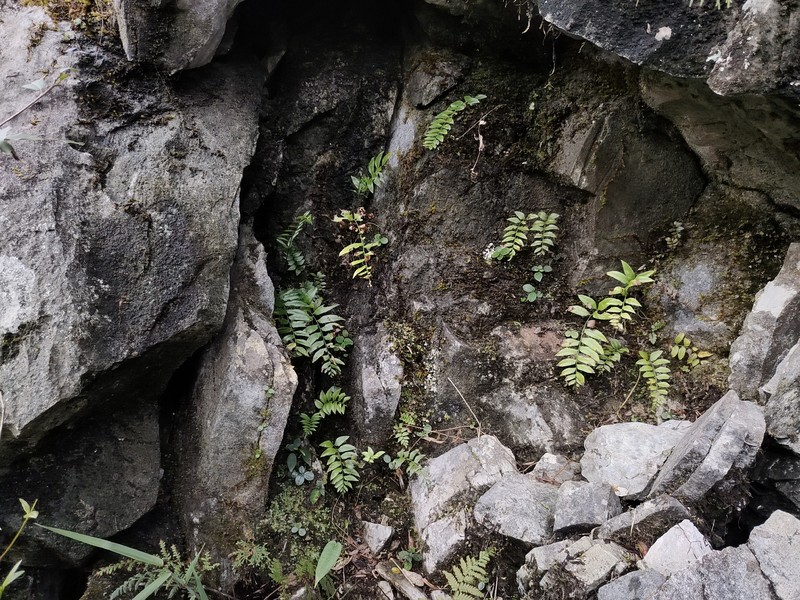 Polystichum tenuius photo 7