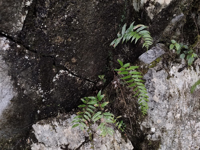 Polystichum tenuius photo 8