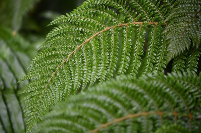 Polystichum tetragonum