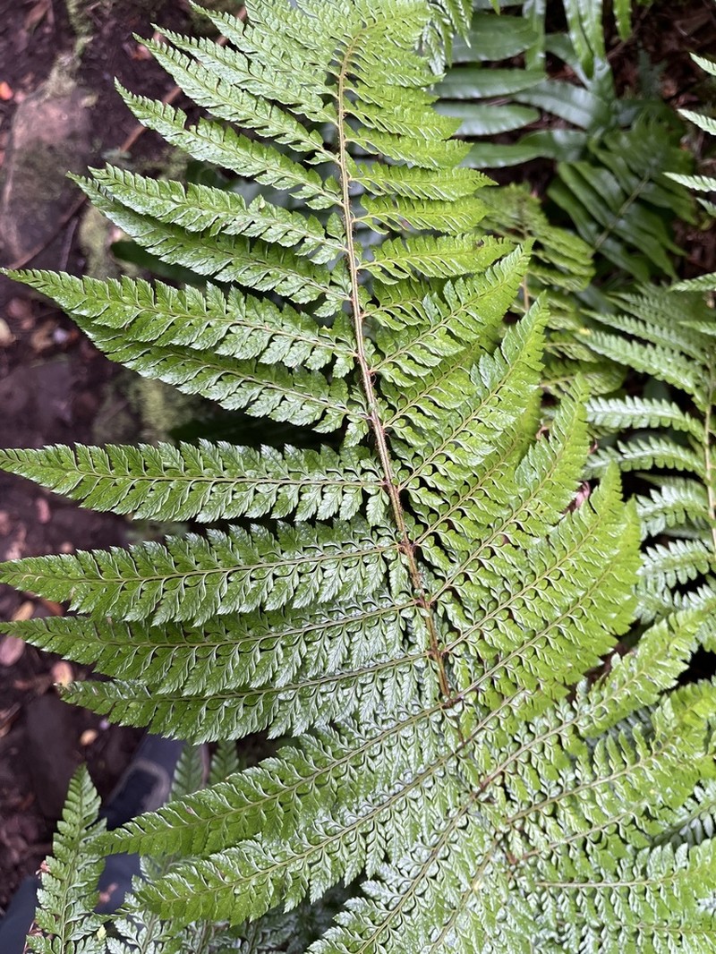 Polystichum tetragonum photo 2