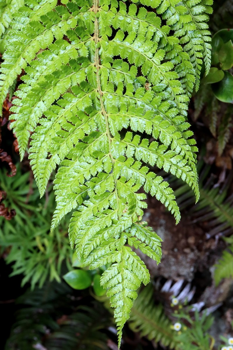 Polystichum tetragonum photo 3