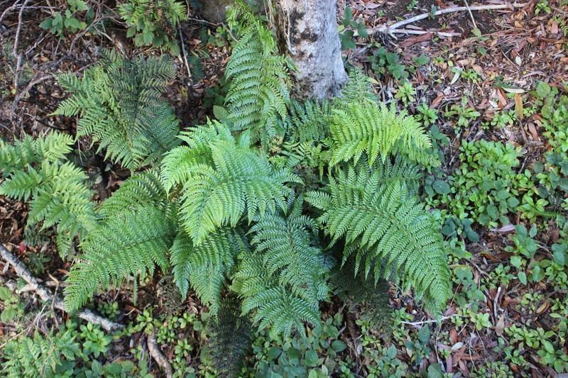 Polystichum tetragonum photo 7