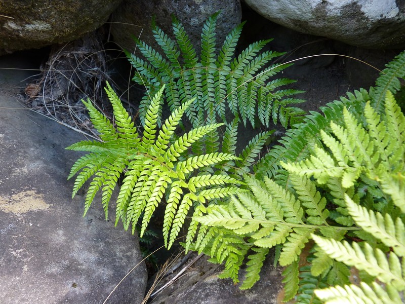 Polystichum tetragonum photo 8