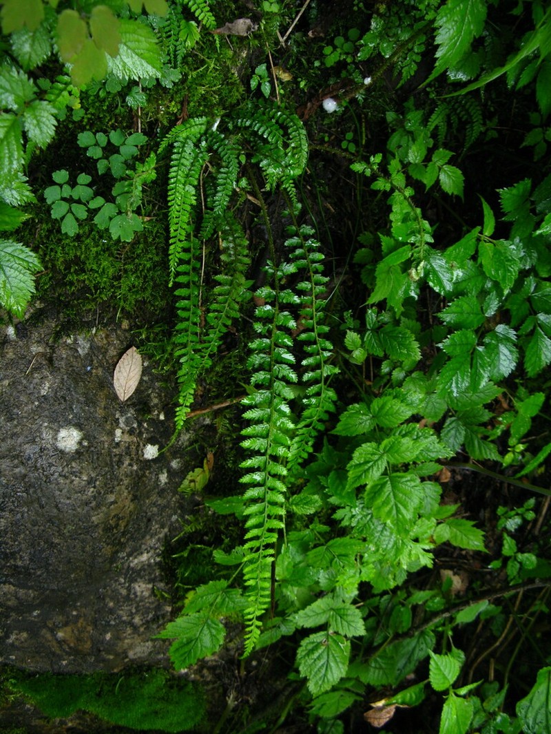 Polystichum thomsonii