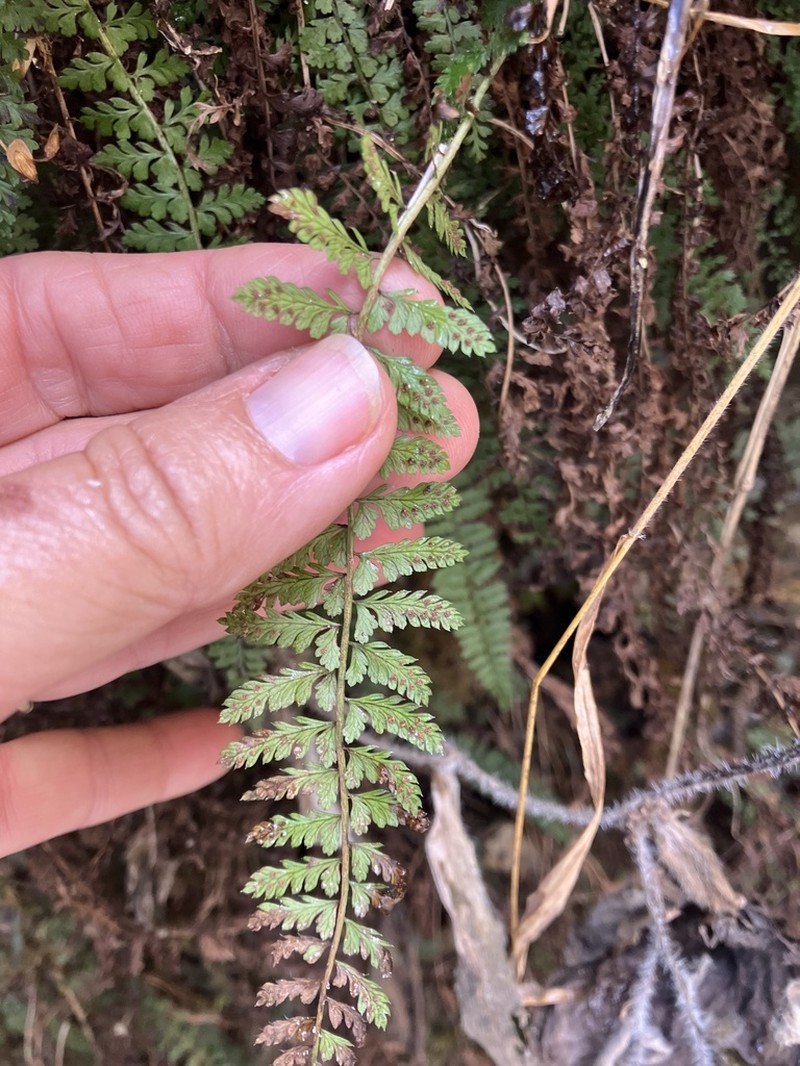 Polystichum thomsonii photo 2