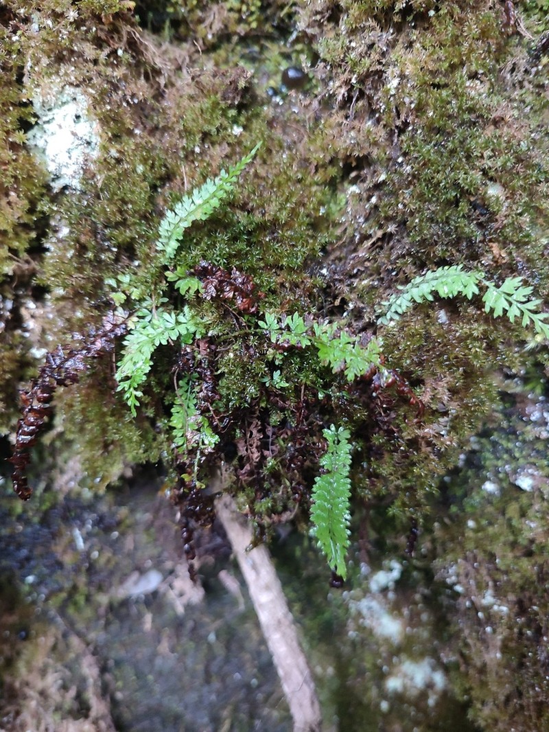 Polystichum thomsonii photo 3