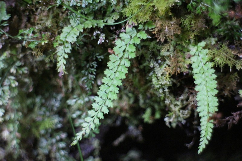 Polystichum thomsonii photo 4