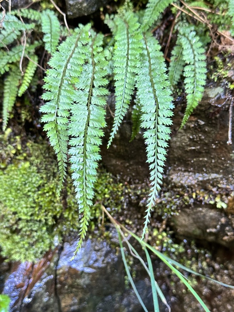 Polystichum thomsonii photo 5