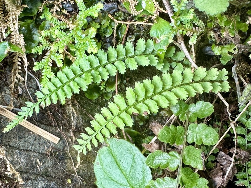 Polystichum thomsonii photo 6