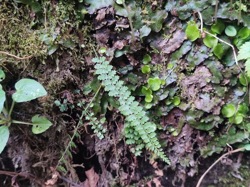 Polystichum thomsonii photo 7