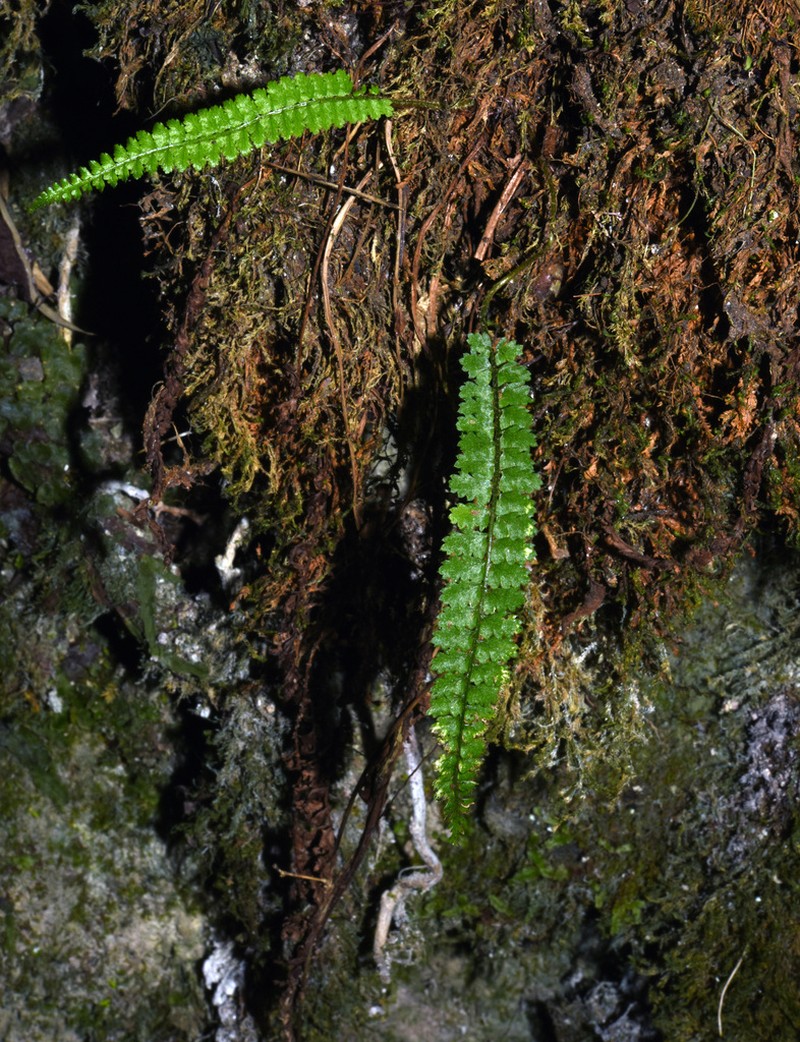 Polystichum thomsonii photo 8