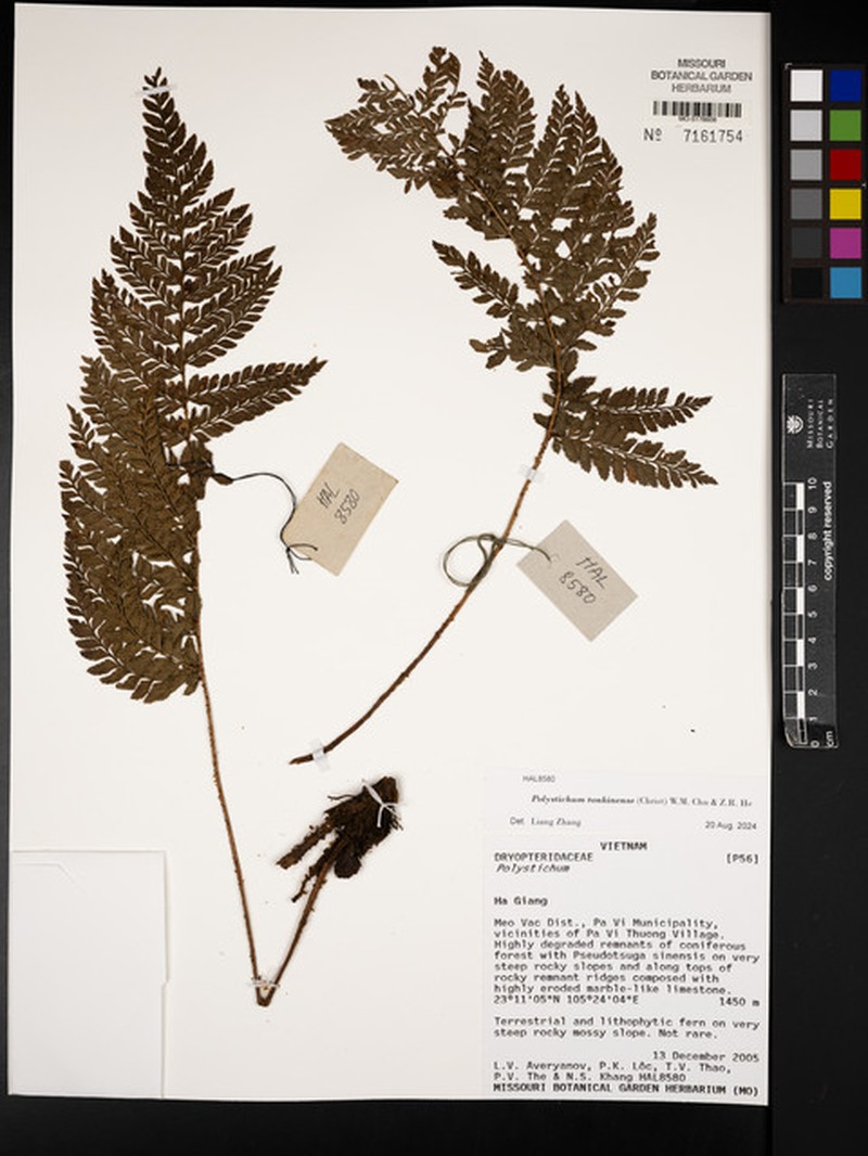 Polystichum tonkinense