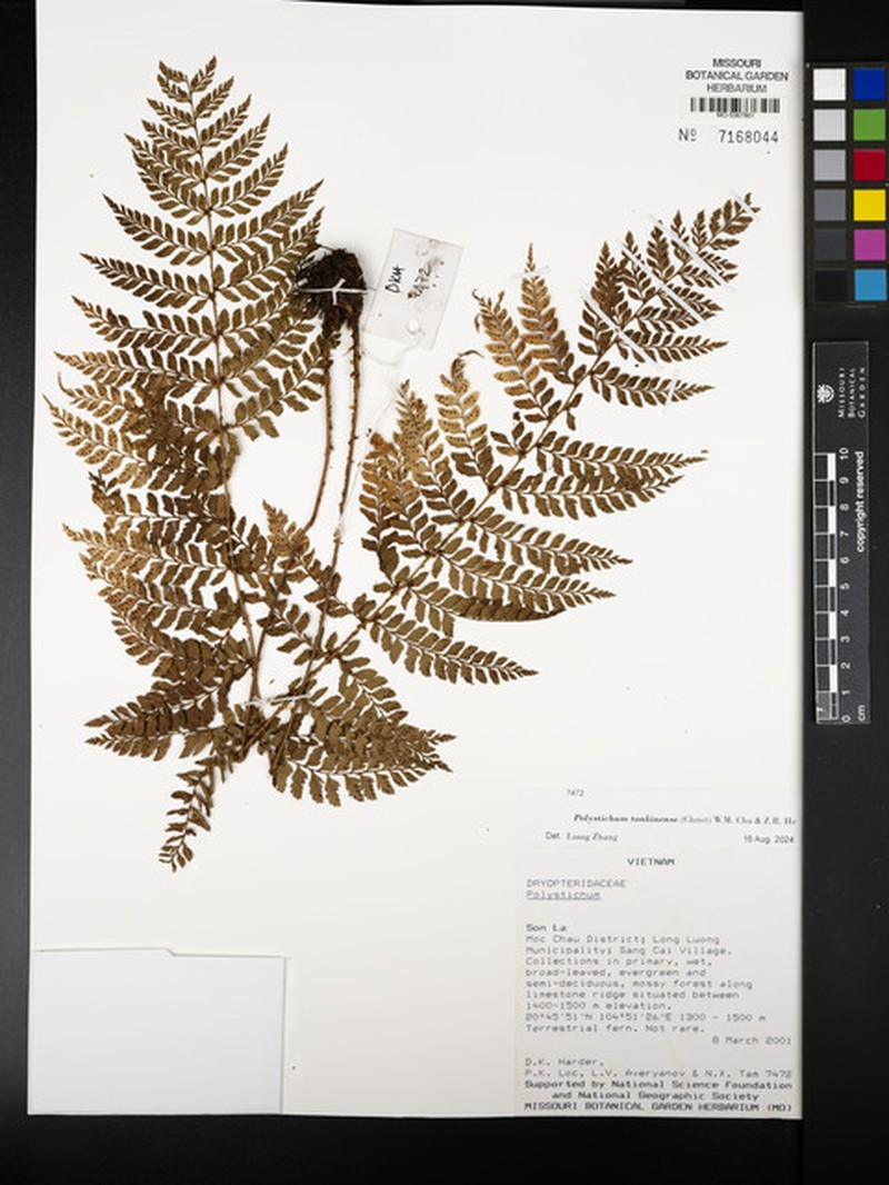 Polystichum tonkinense photo 2