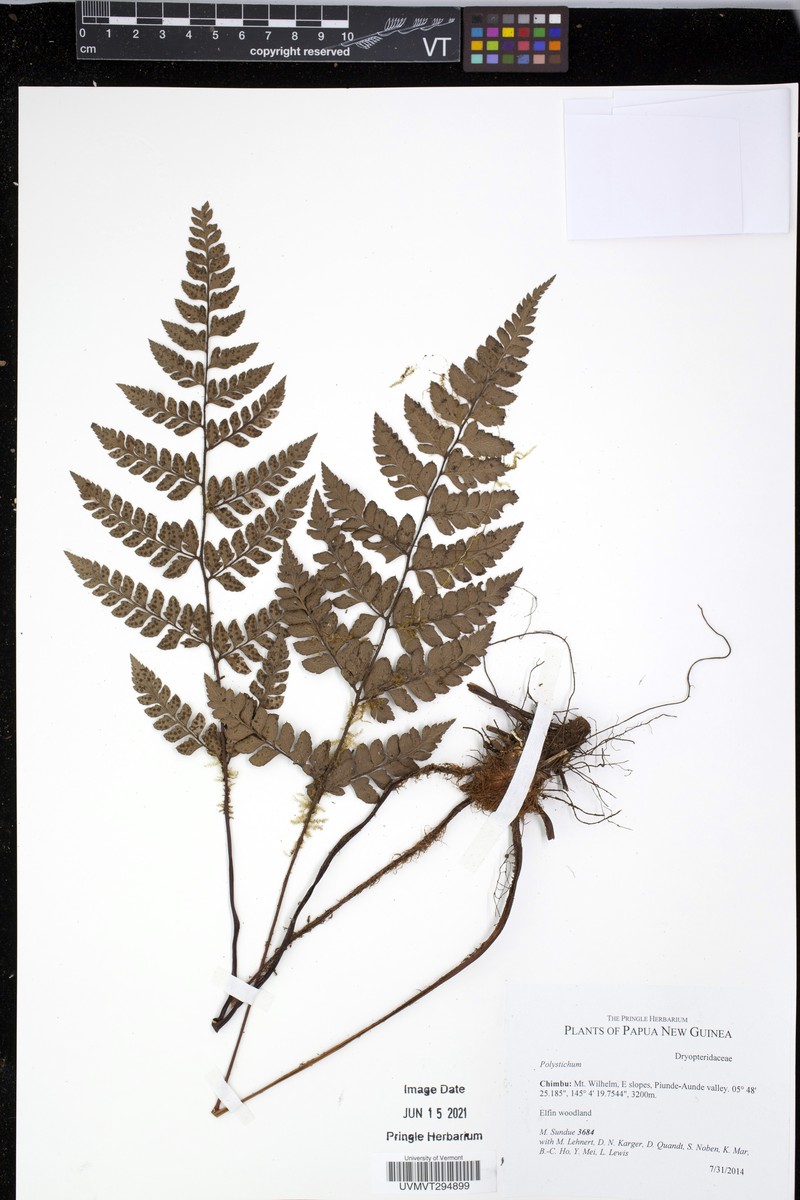 Polystichum tortuosum