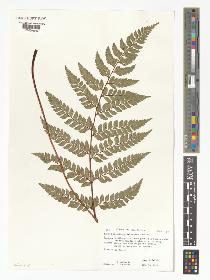 Polystichum tortuosum photo 2