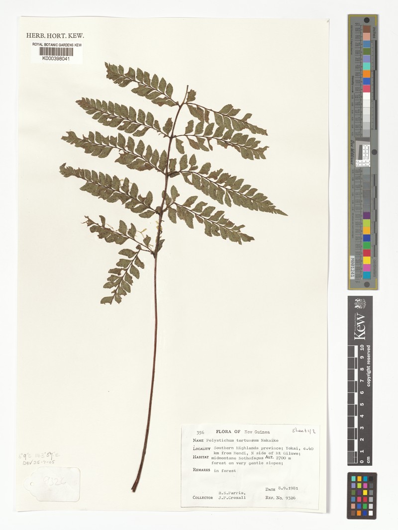 Polystichum tortuosum photo 3
