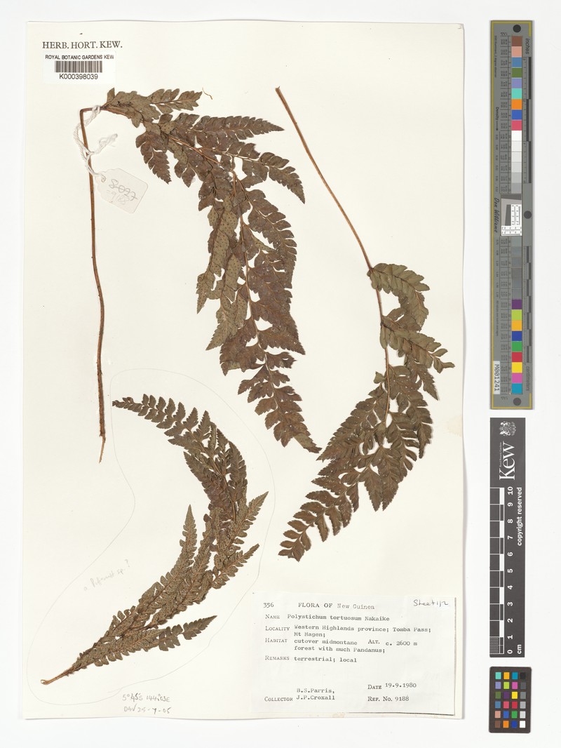 Polystichum tortuosum photo 4