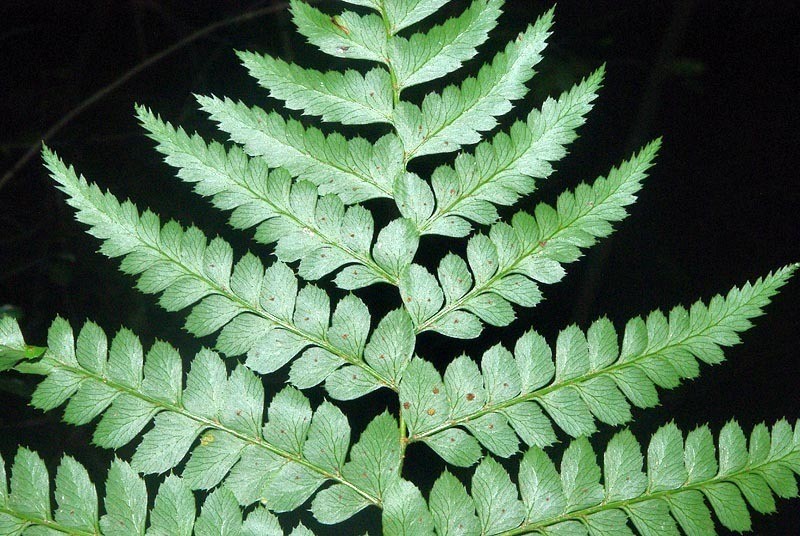 Polystichum transkeiense