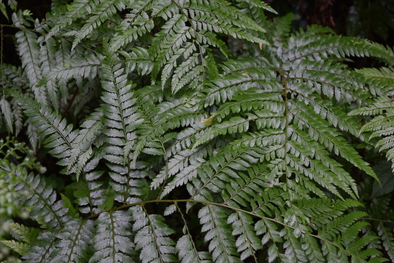 Polystichum transkeiense photo 2