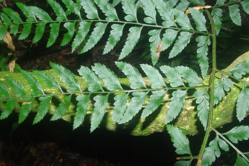 Polystichum transkeiense photo 3