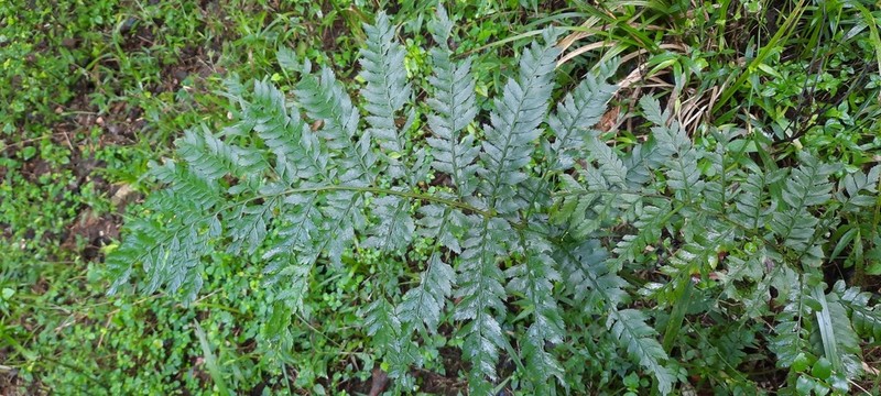 Polystichum transkeiense photo 4