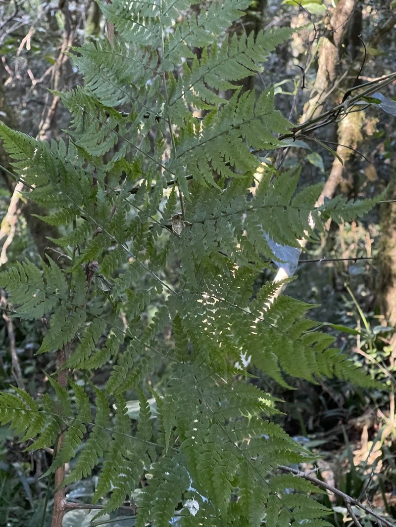 Polystichum transkeiense photo 5