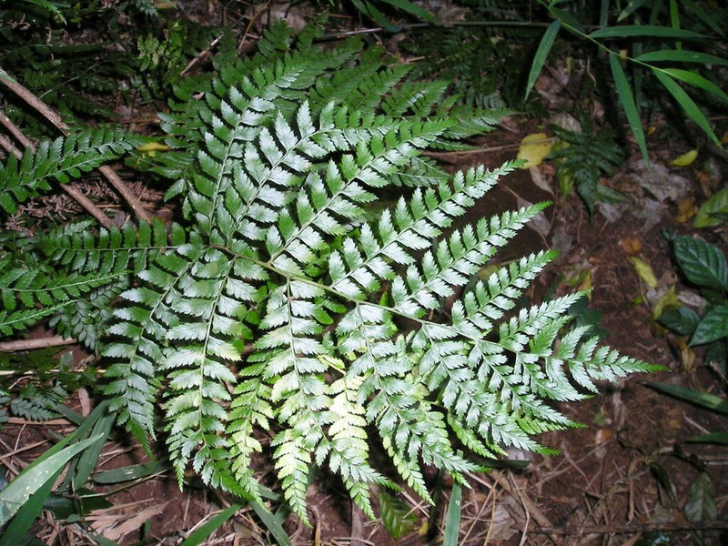 Polystichum transkeiense photo 6