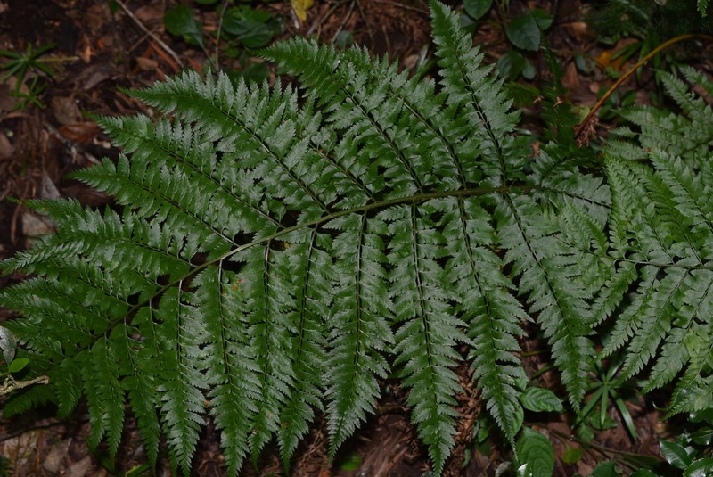 Polystichum transkeiense photo 7