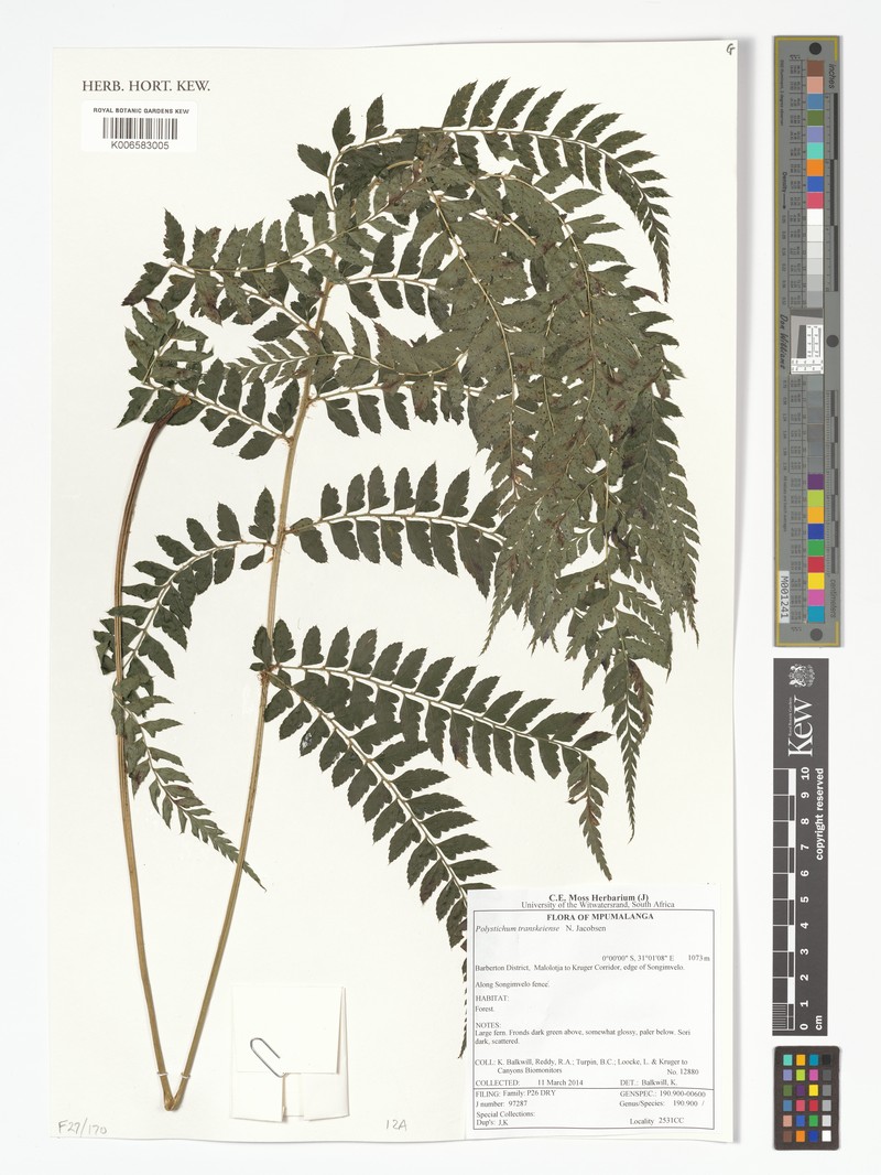 Polystichum transkeiense photo 8