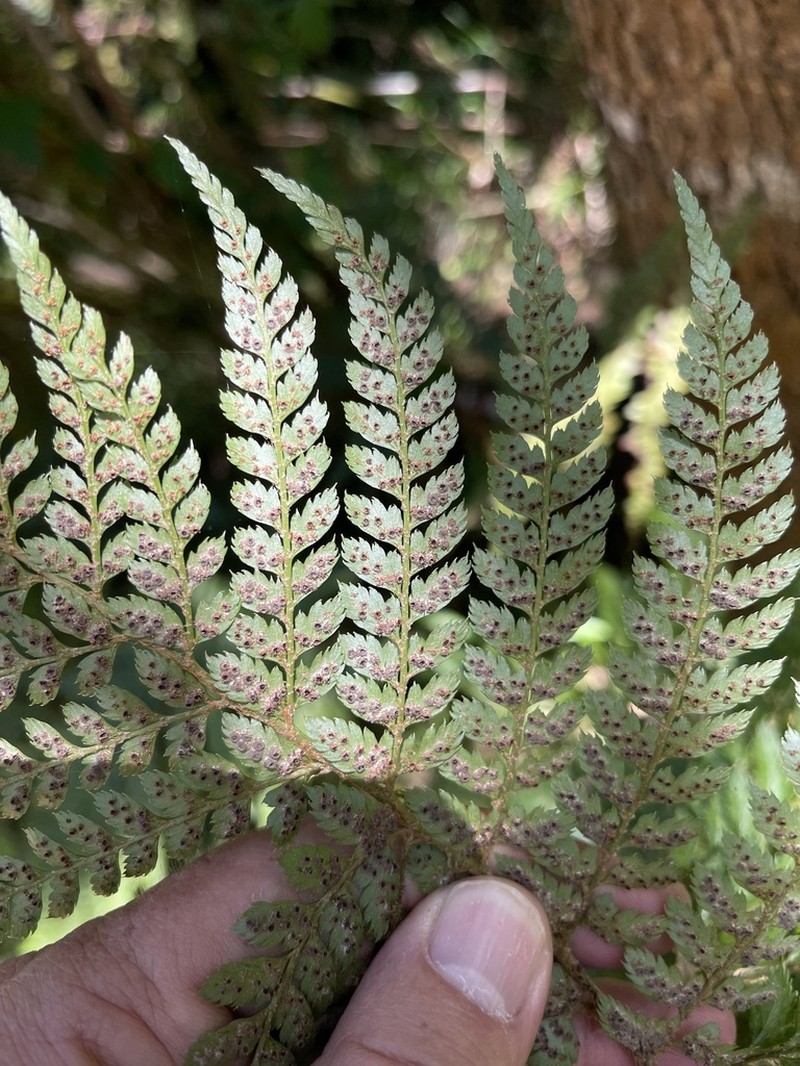 Polystichum transvaalense photo 2