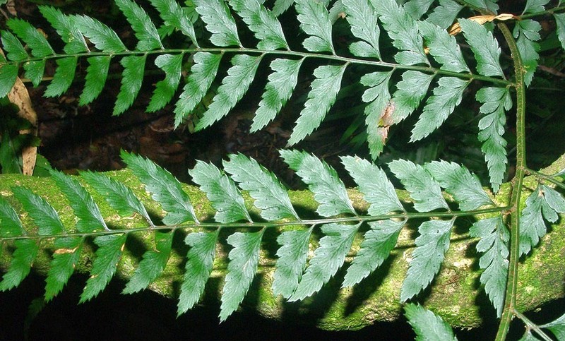 Polystichum transvaalense photo 3