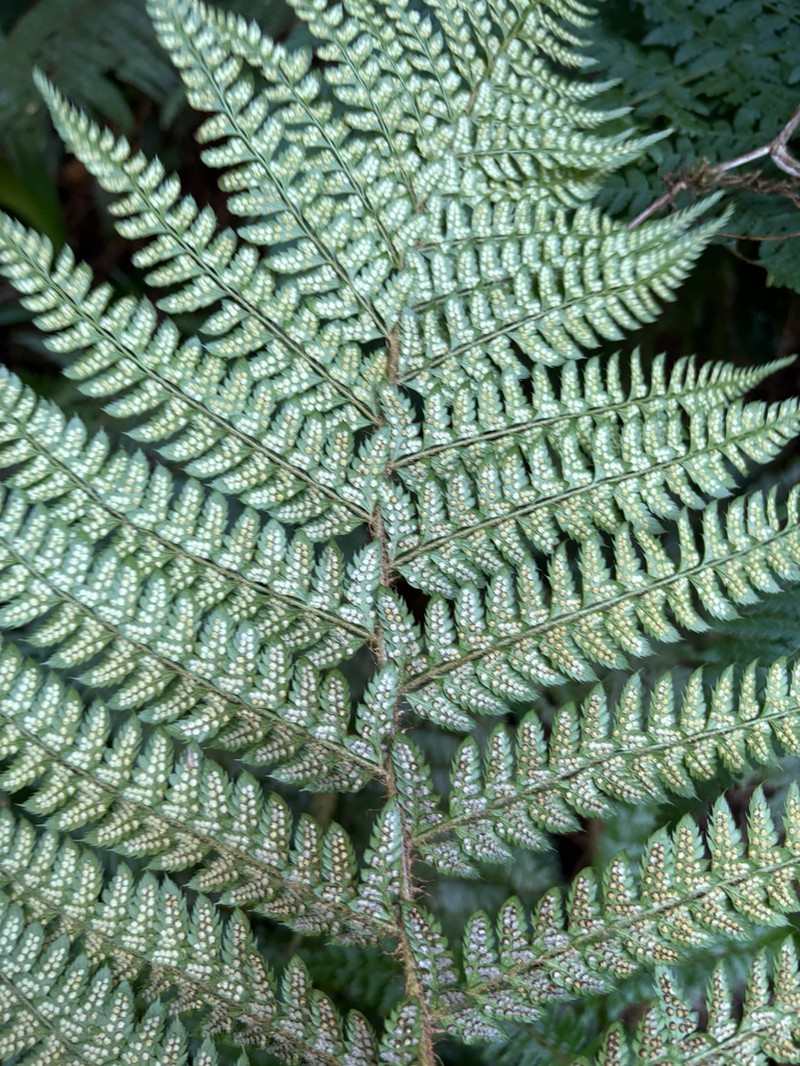 Polystichum transvaalense photo 4