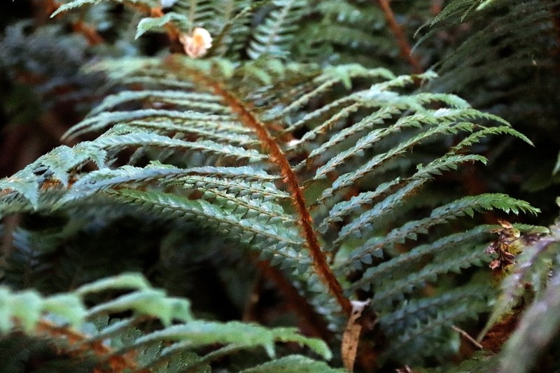 Polystichum transvaalense photo 5