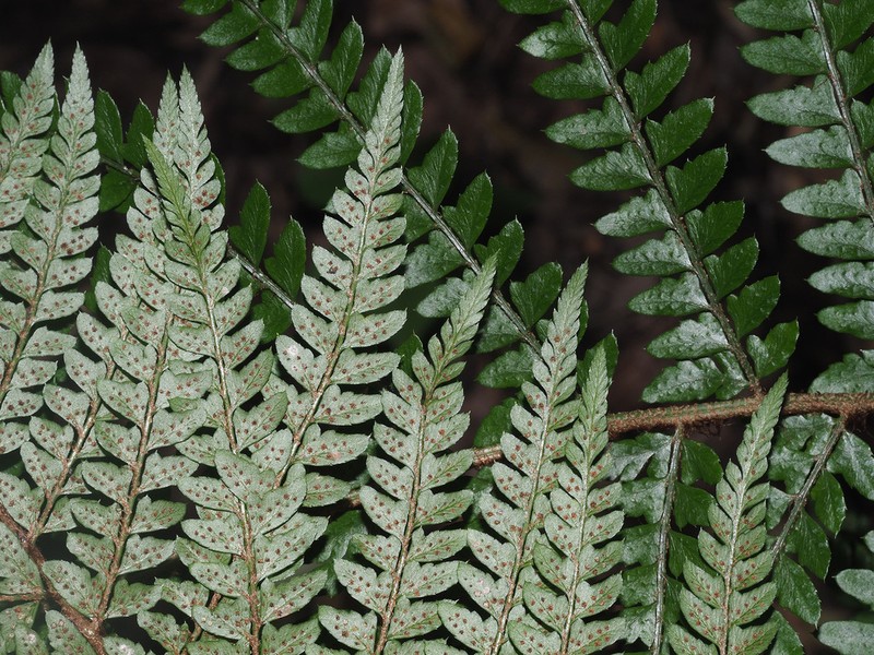 Polystichum transvaalense photo 6