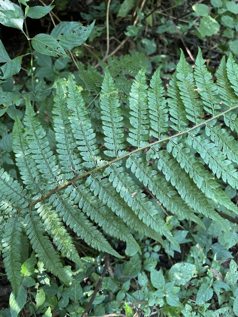 Polystichum transvaalense photo 7