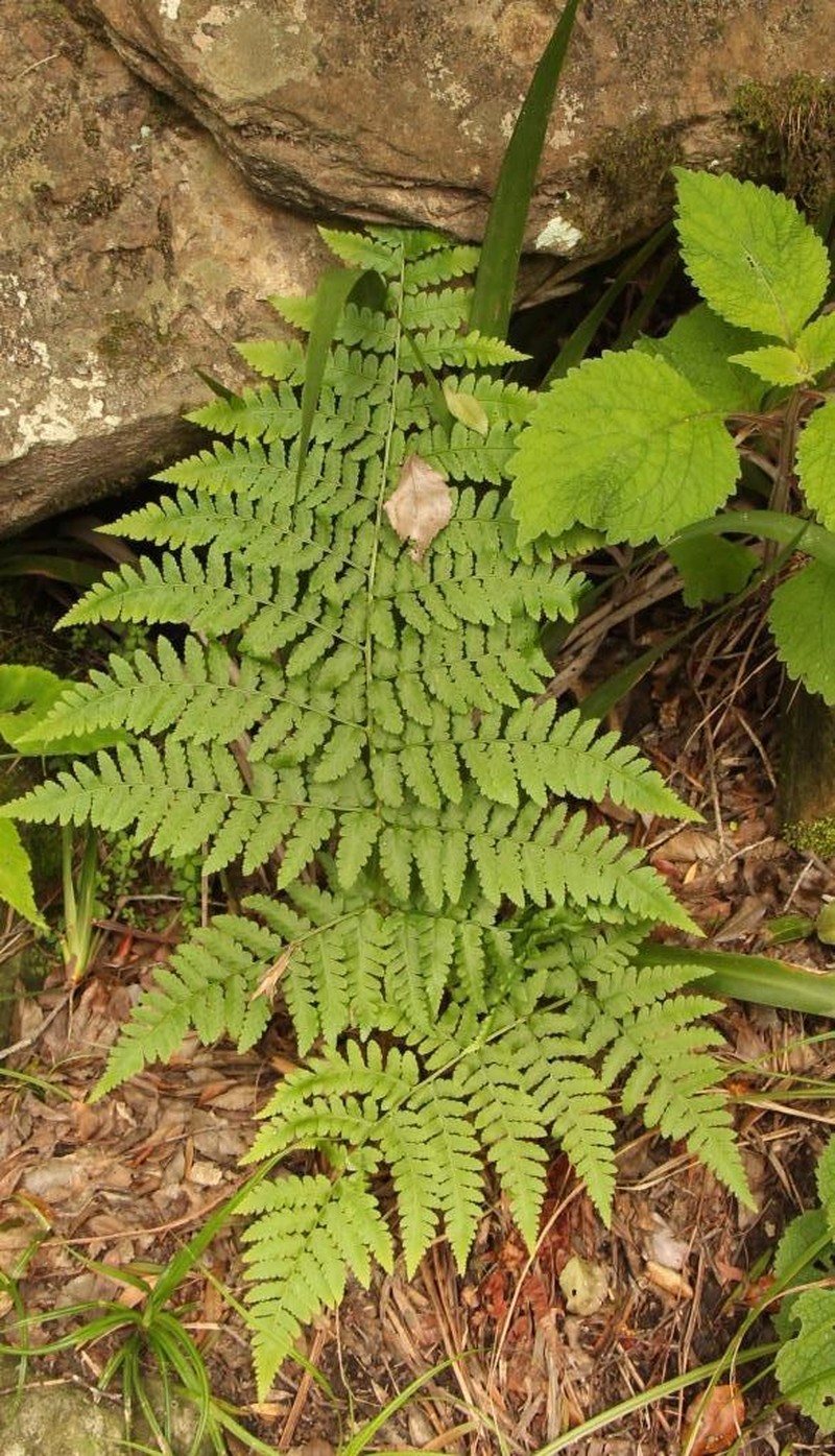 Polystichum transvaalense photo 8