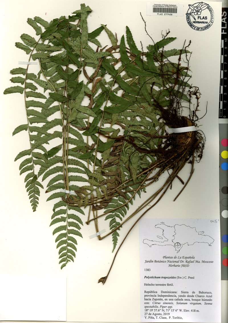 Polystichum trapezoides photo 2