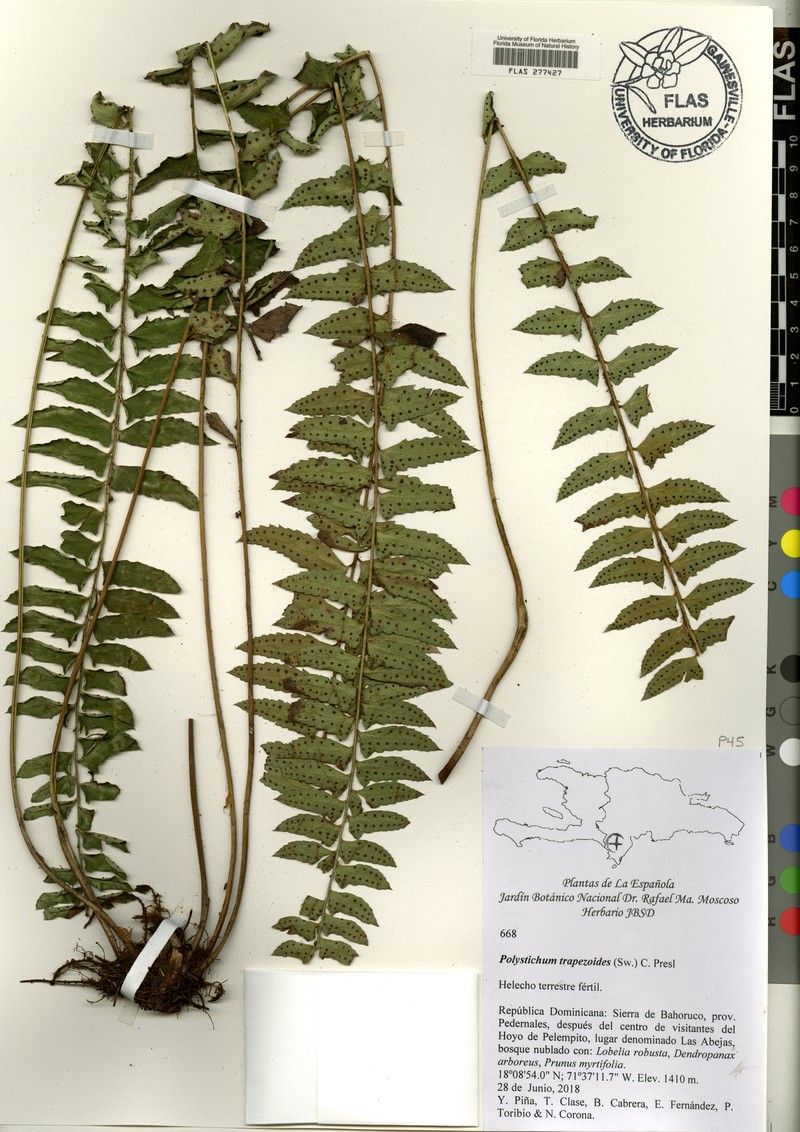 Polystichum trapezoides photo 3