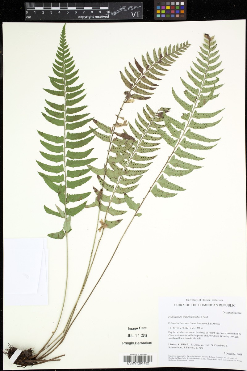 Polystichum trapezoides photo 4