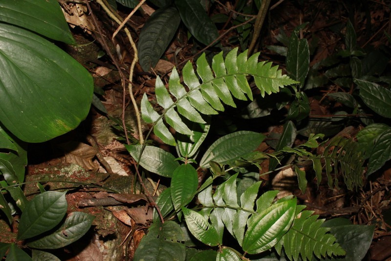 Polystichum trapezoideum