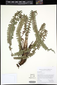 Polystichum triangulum