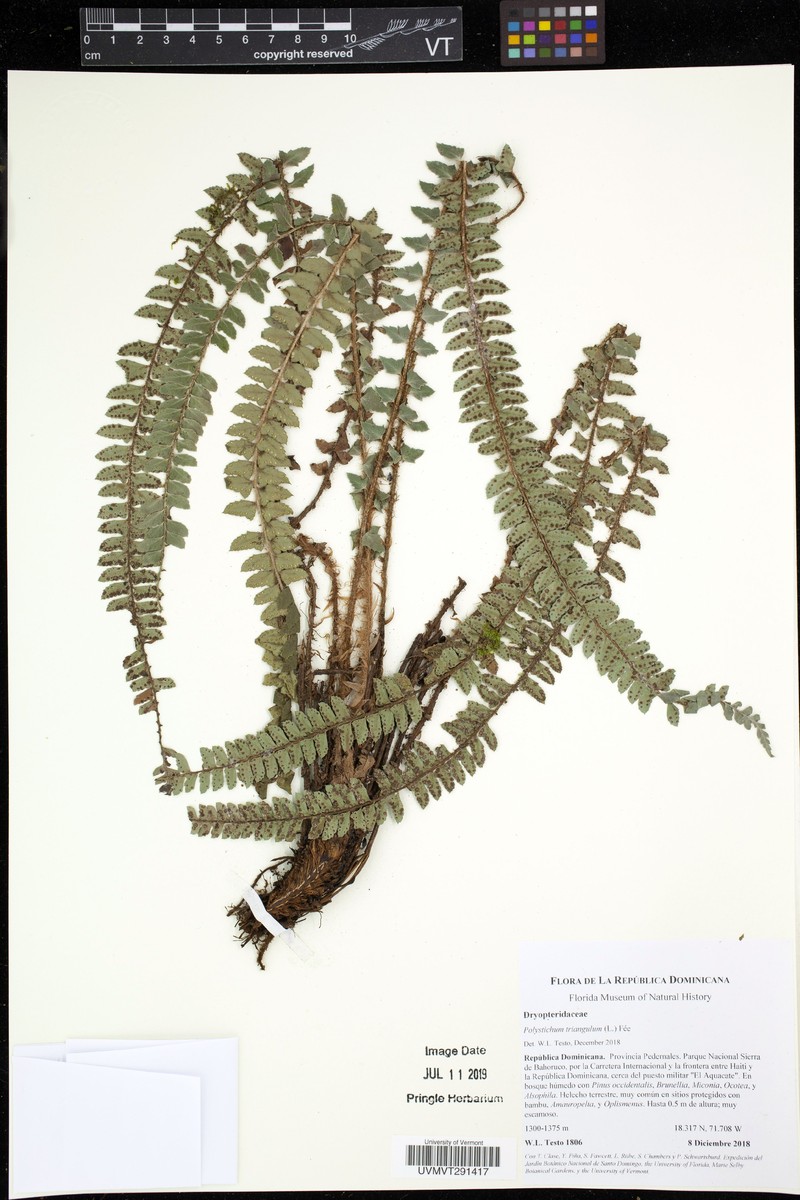 Polystichum triangulum