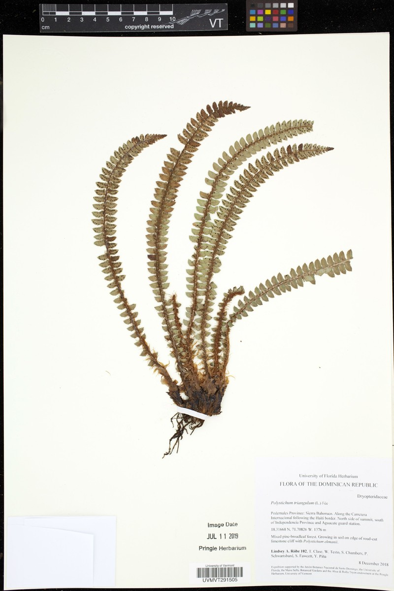 Polystichum triangulum photo 2