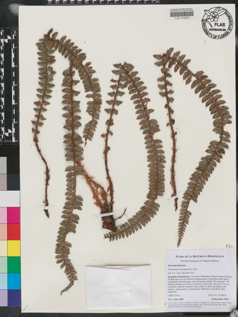 Polystichum triangulum photo 3