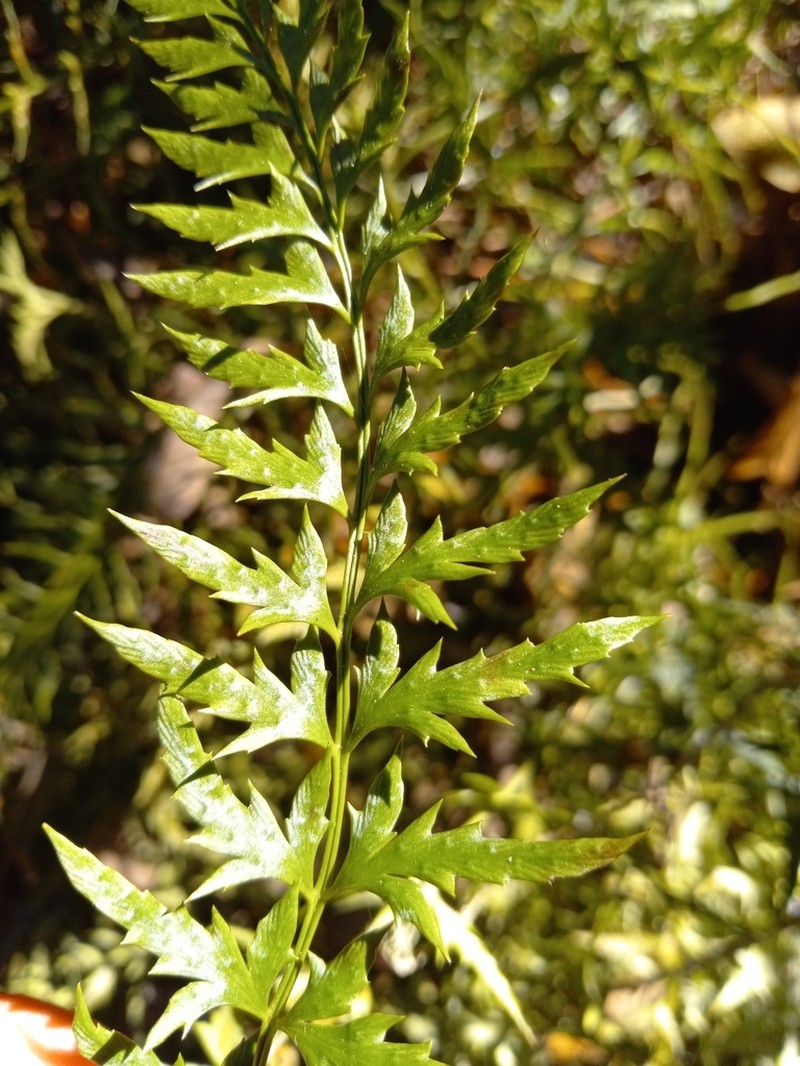 Polystichum tridens