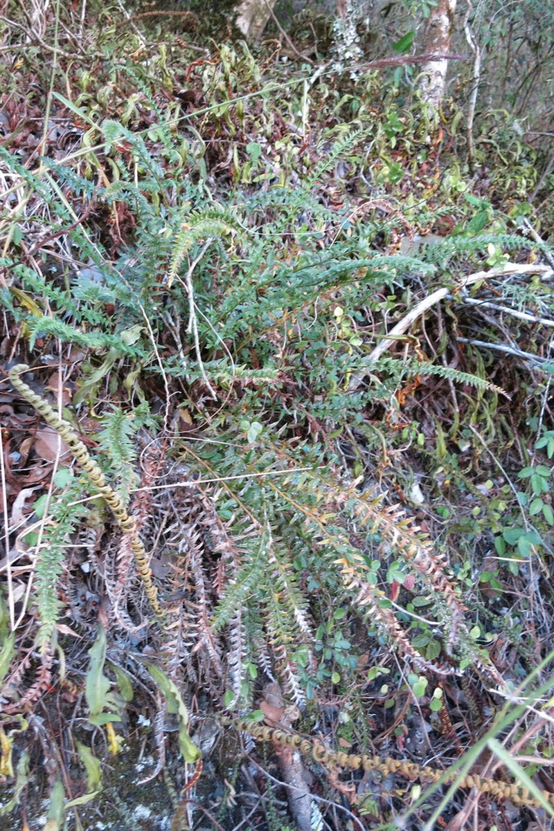 Polystichum tridens photo 2