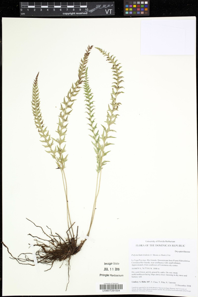 Polystichum tridens photo 3