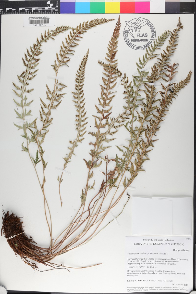 Polystichum tridens photo 4
