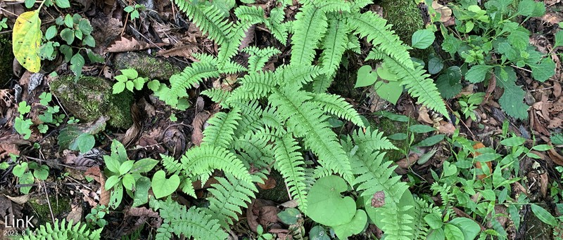 Polystichum tripteron photo 2
